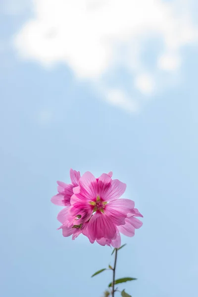 Lavatera clemento Rosea árbol de malva o flores hollyhock contra el fondo azul del cielo copia el espacio para el texto. Brillante flor rosa alcea rosea. Tarjeta de felicitación minimalista para vacaciones —  Fotos de Stock