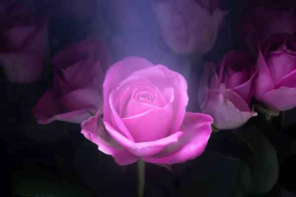Brote rosa de apertura rosa claro y oscuro en punto culminante. Ramo con iluminación sobre rosa lila hermosa sobre un fondo oscuro —  Fotos de Stock