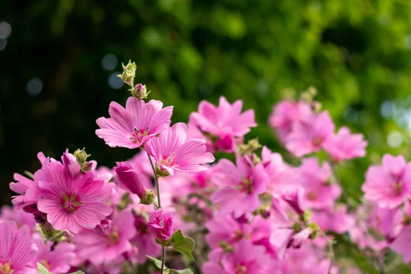 Lavatera clementii Rosea tree mallow or hollyhock flowers with copy space for text. Bright pink alcea rosea flower. Selective focus — Stock Photo, Image