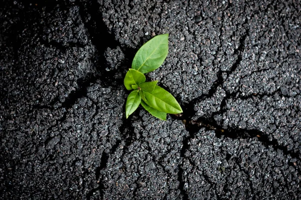 Ung grön groddar växer genom spruckna asfalt. Återfödelsens symbol. Miljöfrågor och ekologi kris på grund av mänsklig verksamhet koncept. Stockbild