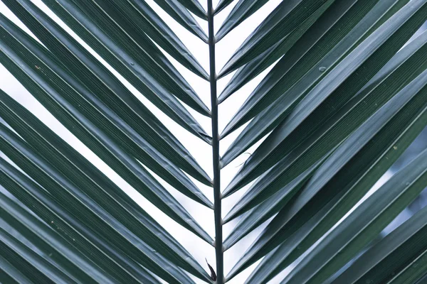 Green texture of palm tree leaf. Tropical floral pattern background with copy space for text — Stock Photo, Image