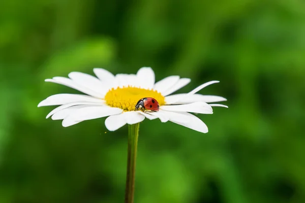 Ladybug on daisy or camomile flower. Shallow DOF — Stock Photo, Image