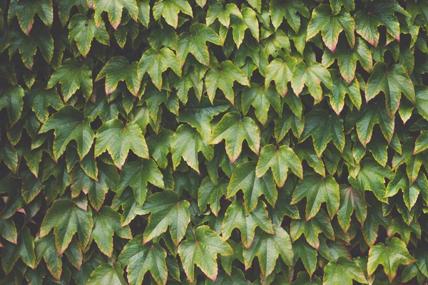 Virginia enredadera Parthenocissus tricuspidata en el jardín. Virginia Planta enredadera o textura de uva silvestre fondo — Foto de Stock