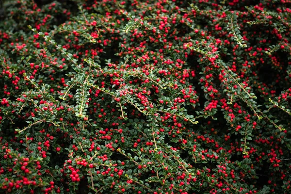 Cotoneaster θάμνος με κόκκινα μούρα και πράσινα φύλλα. Κόκκινο και πράσινο φόντο υφή. Μεγάλη για χριστουγεννιάτικα στολίδια — Φωτογραφία Αρχείου