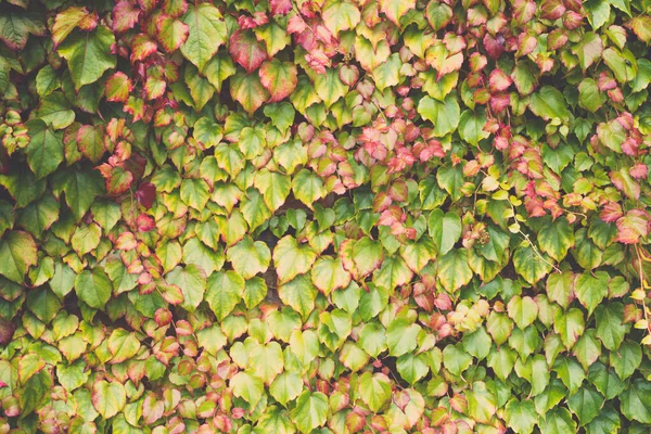 Colorido follaje de planta de hiedra en el fondo de otoño de la pared. Hiedra de Boston Parthenocissus tricuspidata y la hiedra inglesa Hedera helix — Foto de Stock