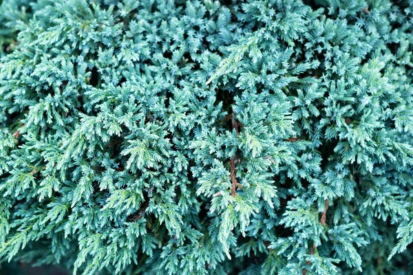 Texture of juniperus squamata blue star. Blue carpet juniper plant or Himalayan juniper. Christmas background. Selective focus — Stock Photo, Image