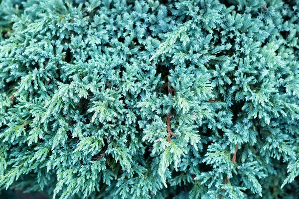 Juniperus squamata mavi yıldızının dokusu. Mavi halı ardıç bitkisi ya da Himalaya ardıcı. Noel arkaplanı. Seçici odak 