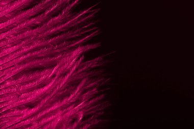 Koyu arkaplan dokusunda pembe tüy. Kutlama davetiyesi ve yazıtlar ve dilekler için tebrik kartı tasarımı. Dümdüz uzanın.