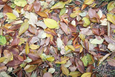 Sonbahar sarı yaprakları arka plan