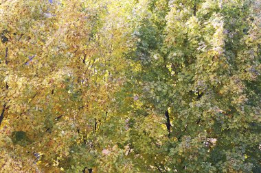 Sonbahar sarı yaprakları arka plan