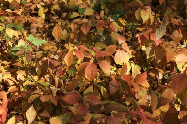 Sonbahar sarı yaprakları arka plan