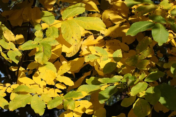 Πτώση Κίτρινο Φύλλα Φόντο — Φωτογραφία Αρχείου