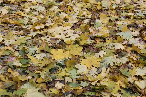 Automne Jaune Feuilles Fond — Photo