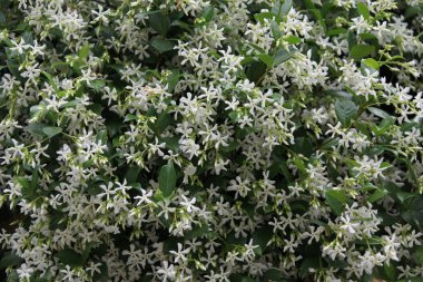 Doğal bitki arkaplanının yakın görüntüsü