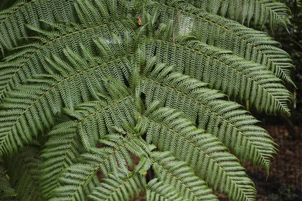 Vista Cercana Del Fondo Natural Planta — Foto de Stock