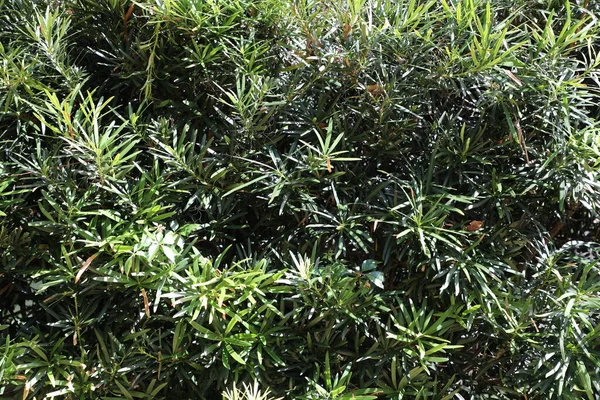 Vista Cercana Del Fondo Natural Planta — Foto de Stock