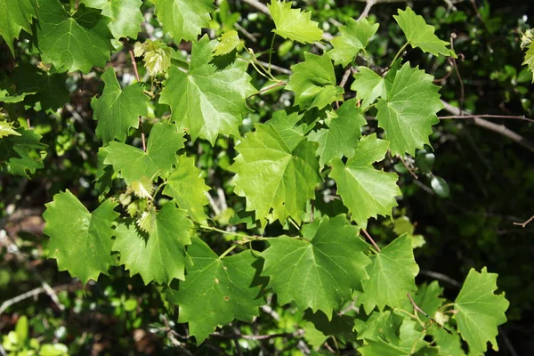 Vista Vicino Dello Sfondo Vegetale Naturale — Foto Stock