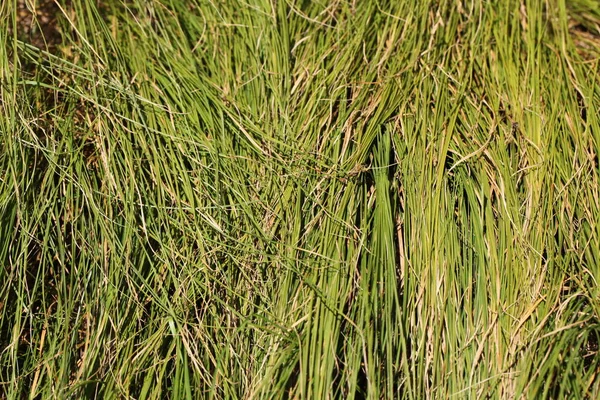 Nahaufnahme Des Natürlichen Pflanzenhintergrundes — Stockfoto