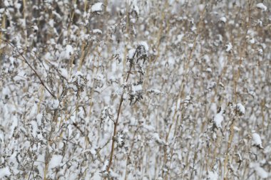 Kış zamanı doğa karla kaplıdır.