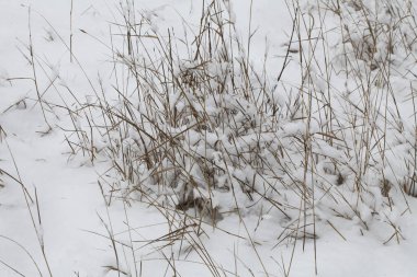 Kış zamanı doğa karla kaplıdır.