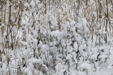 Kış zamanı doğa karla kaplıdır.