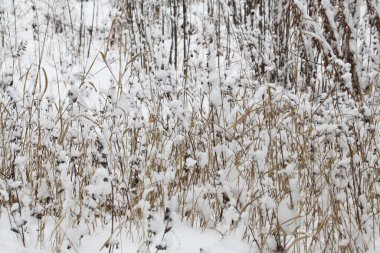 Kış zamanı doğa karla kaplıdır.