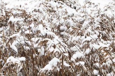 Kış zamanı doğa karla kaplıdır.