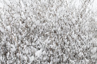 Kış zamanı doğa karla kaplıdır.