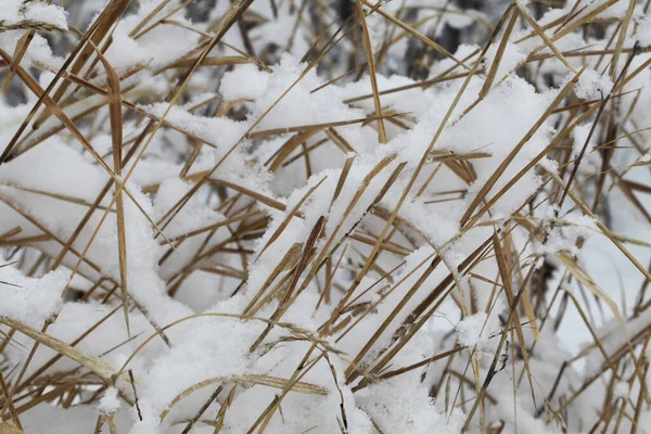 Nature Winter Time Covered Snow — Stock Photo, Image