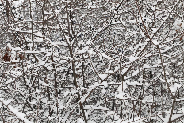 Naturaleza Invierno Cubierta Nieve —  Fotos de Stock