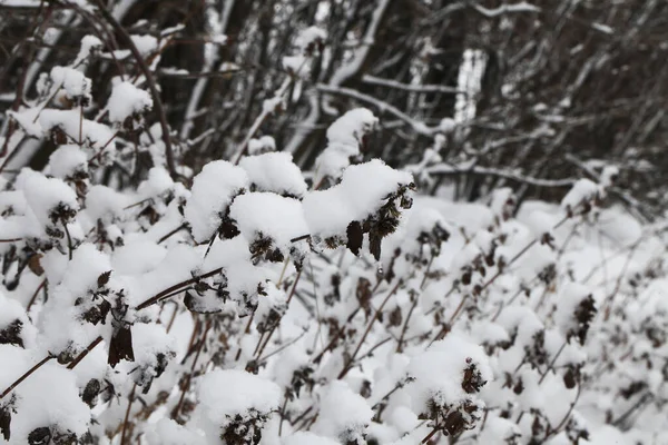 Natureza Tempo Inverno Coberto Neve — Fotografia de Stock