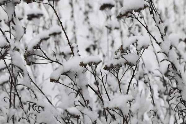 雪に覆われた冬の自然 — ストック写真