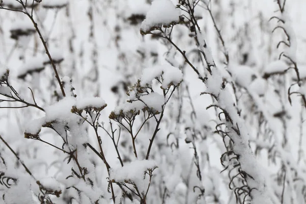 Natureza Tempo Inverno Coberto Neve — Fotografia de Stock