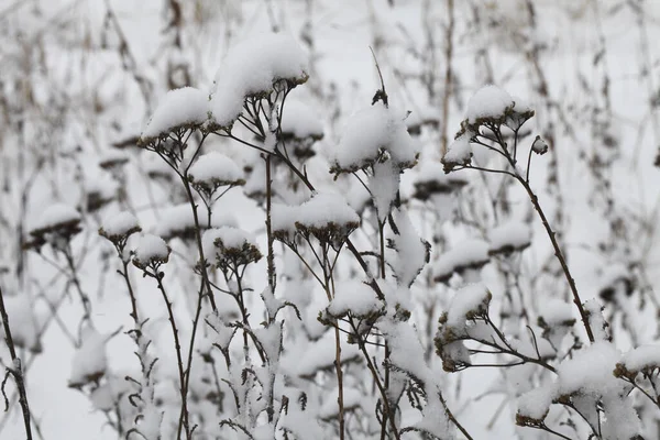 Natur Winter Mit Schnee Bedeckt — Stockfoto
