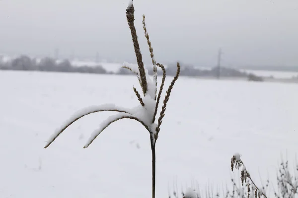 冬季被雪覆盖的自然 — 图库照片