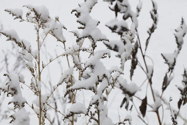 Natur Winter Mit Schnee Bedeckt — Stockfoto