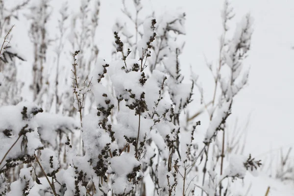 Natur Vintern Täckt Med Snö — Stockfoto