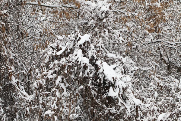 Naturaleza Invierno Cubierta Nieve —  Fotos de Stock