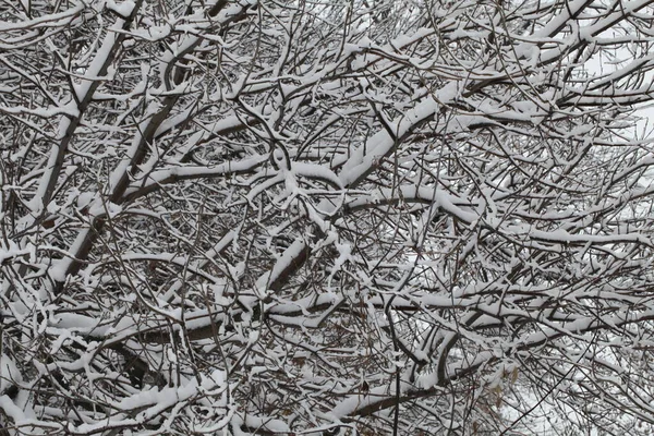 Nature Winter Time Covered Snow — Stock Photo, Image