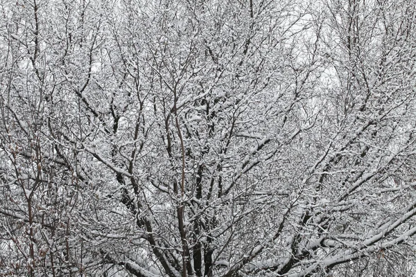 Naturaleza Invierno Cubierta Nieve —  Fotos de Stock