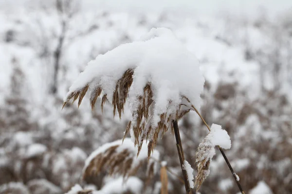 Nature Winter Time Covered Snow — Stock Photo, Image