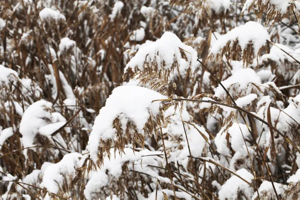 Natur Vintern Täckt Med Snö — Stockfoto