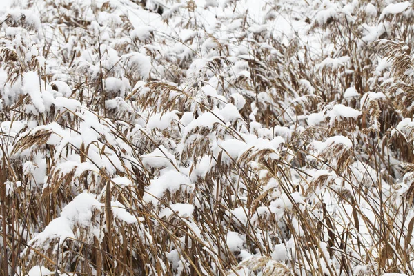 Nature Winter Time Covered Snow — Stock Photo, Image