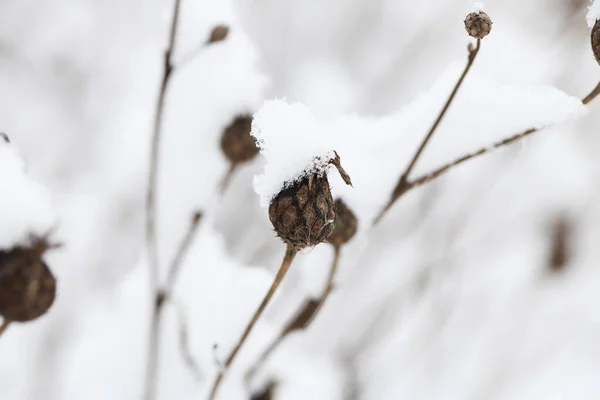 Naturaleza Invierno Cubierta Nieve — Foto de Stock