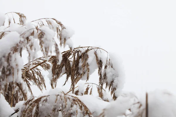 Nature Winter Time Covered Snow — Stock Photo, Image