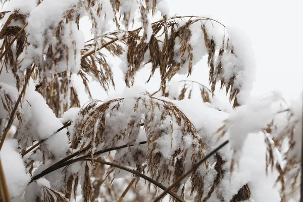 Nature Winter Time Covered Snow — Stock Photo, Image