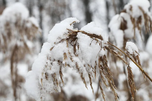 Nature Winter Time Covered Snow — Stock Photo, Image