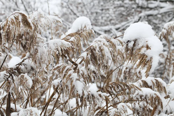 Natureza Tempo Inverno Coberto Neve — Fotografia de Stock