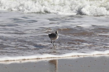 Florida 'nın Atlantik kıyısında yeşillik