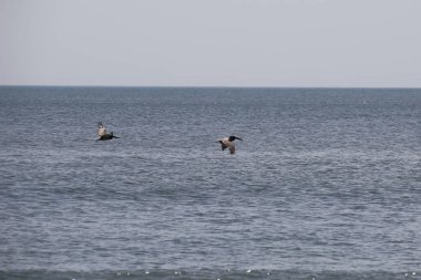 Florida 'nın Atlantik kıyısında uçan pelikanlar